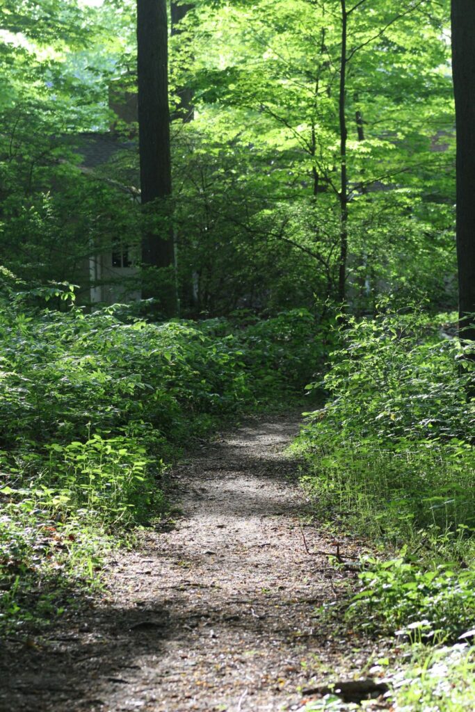 A narrow dirt path winding through green forest foliage in soft sunlight