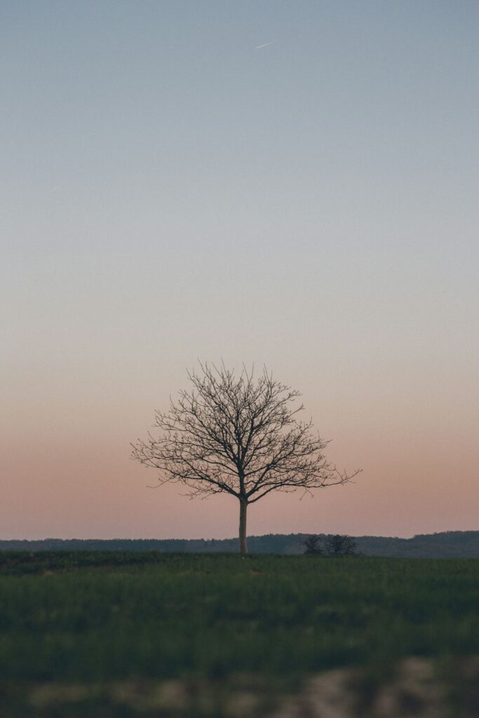 A solitary tree standing in an open field under a muted, fading sky.