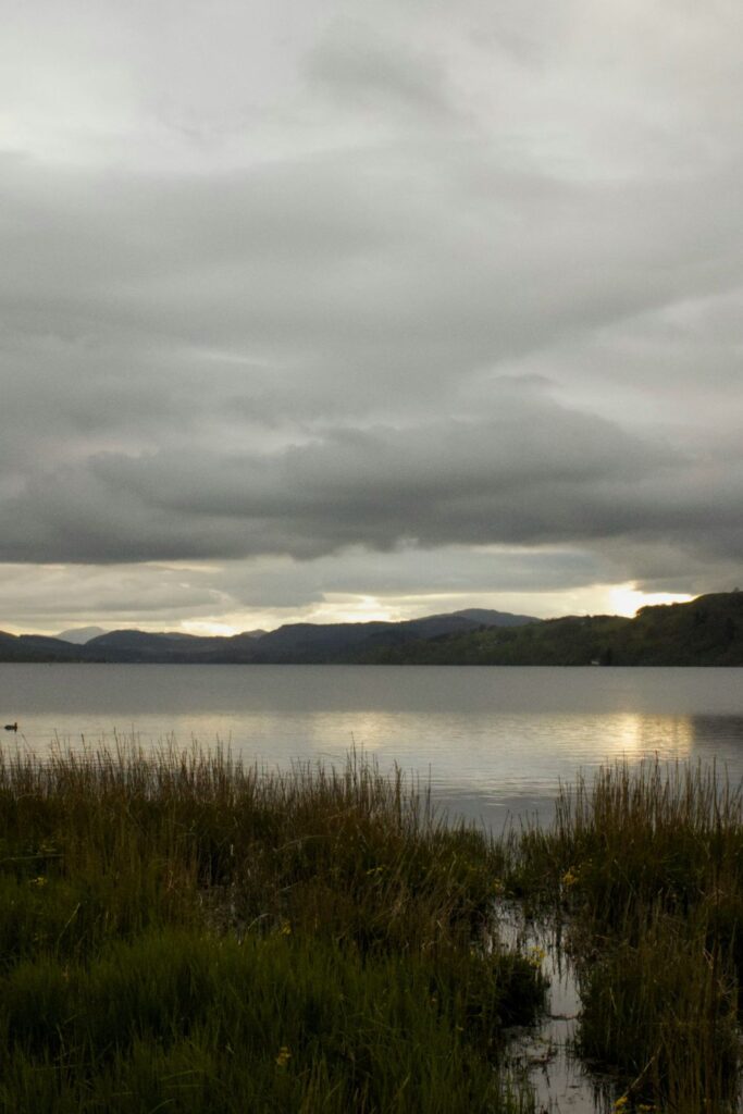 A calm lake surrounded by reeds under an overcast sky, with soft light reflecting on the water